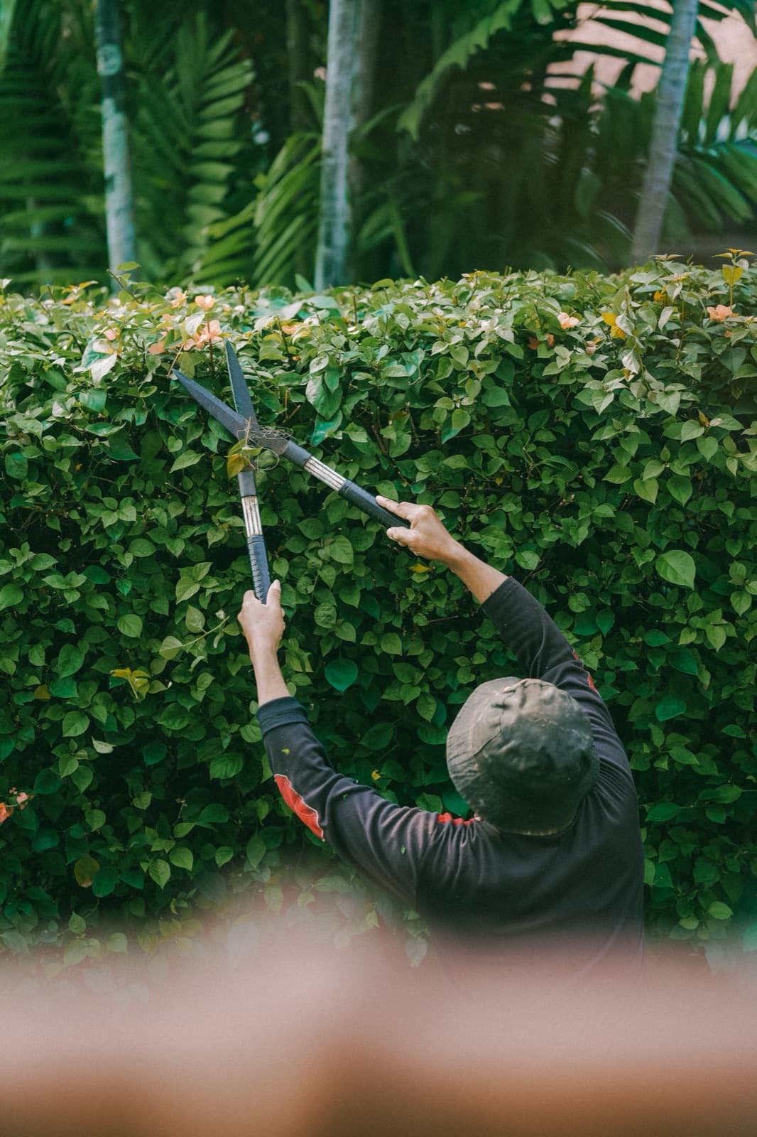 Hedge trimming